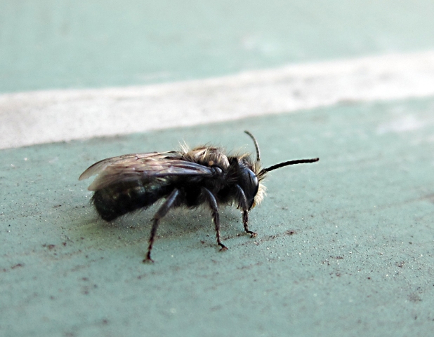 Female Bee
